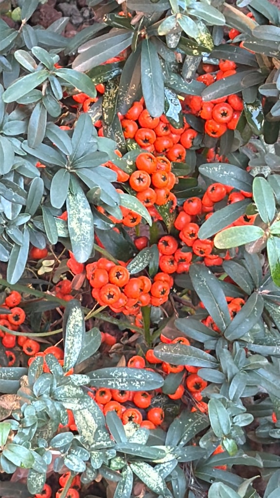 بيت للايجار في صباح الاحمد السكنية